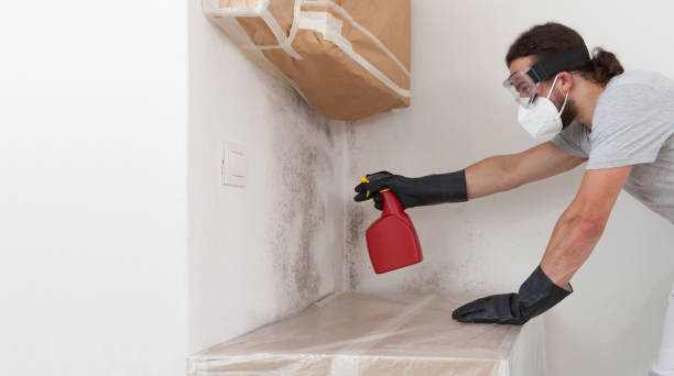Basement Mold Remediation treatment on basement walls in Inwood
